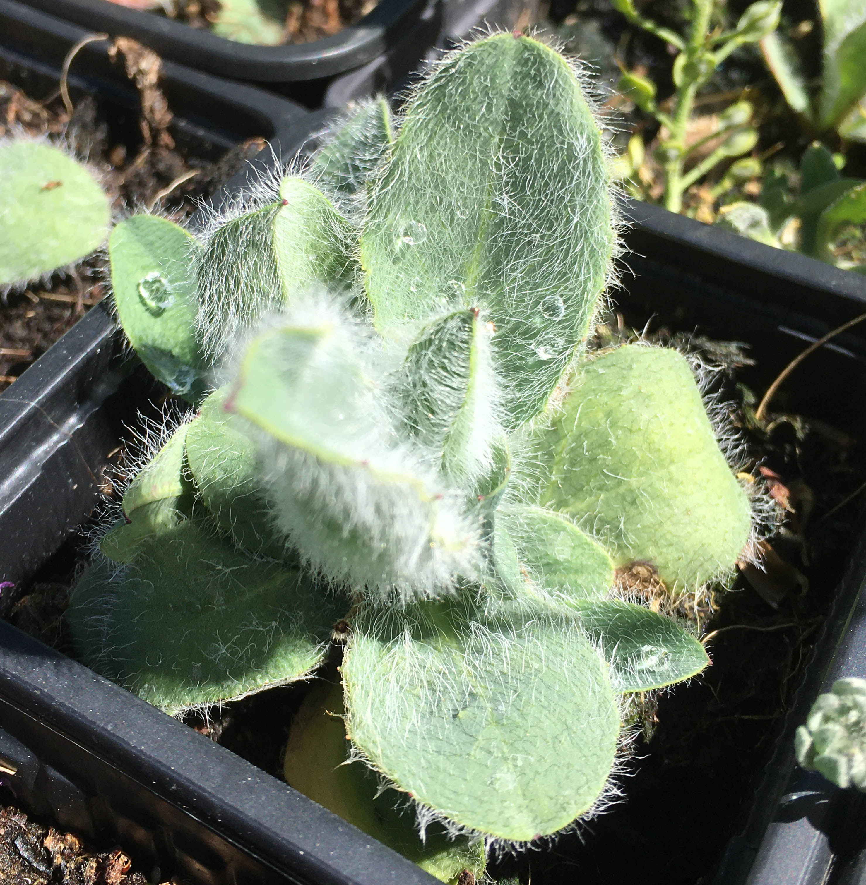 Hieracium villosum photo
